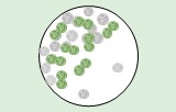 Essais de prolifération par cytométrie en flux