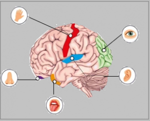 Systèmes sensoriels